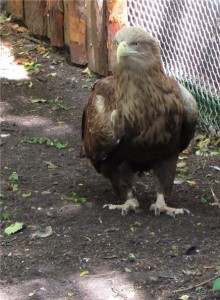 И даже в Пензе...