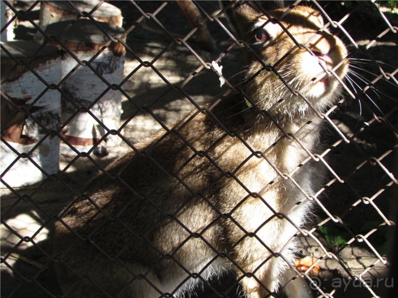 И даже в Пензе...