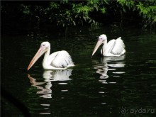 И даже в Пензе...