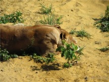 И даже в Пензе...