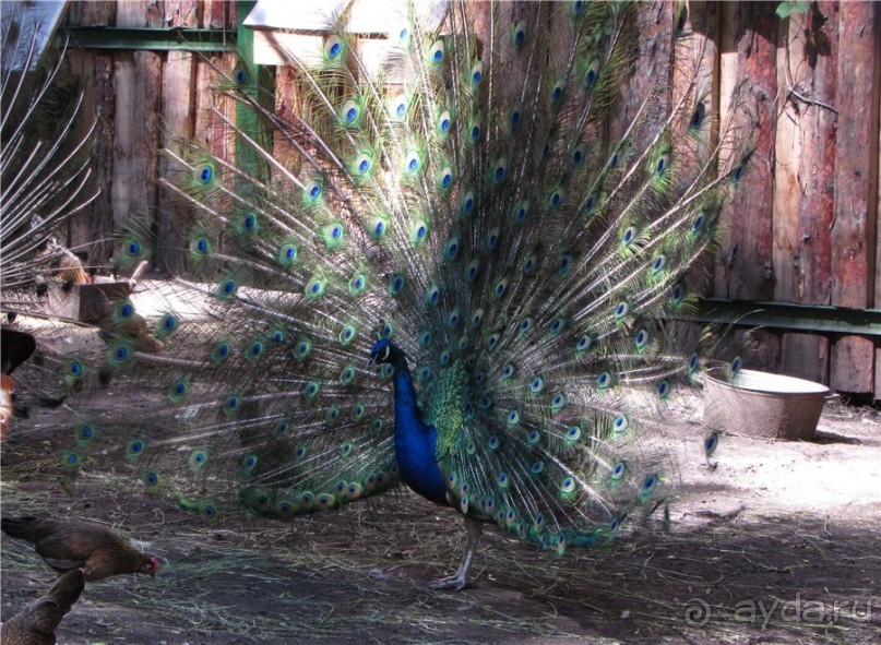 И даже в Пензе...