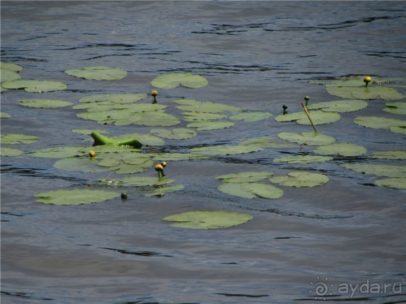 И даже в Пензе...
