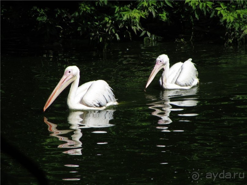 И даже в Пензе...