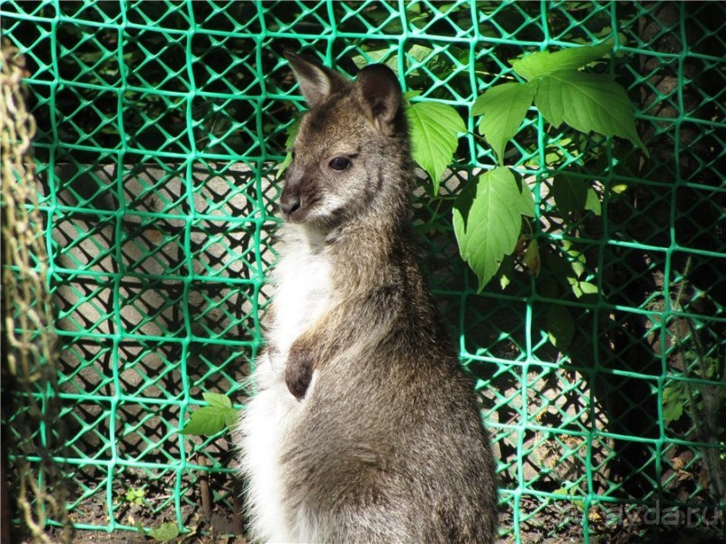 И даже в Пензе...