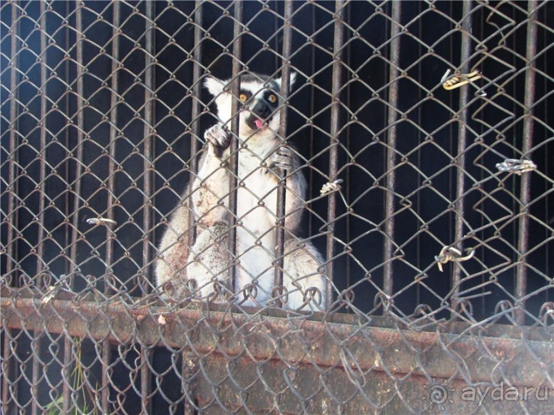 И даже в Пензе...