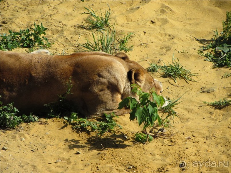 И даже в Пензе...