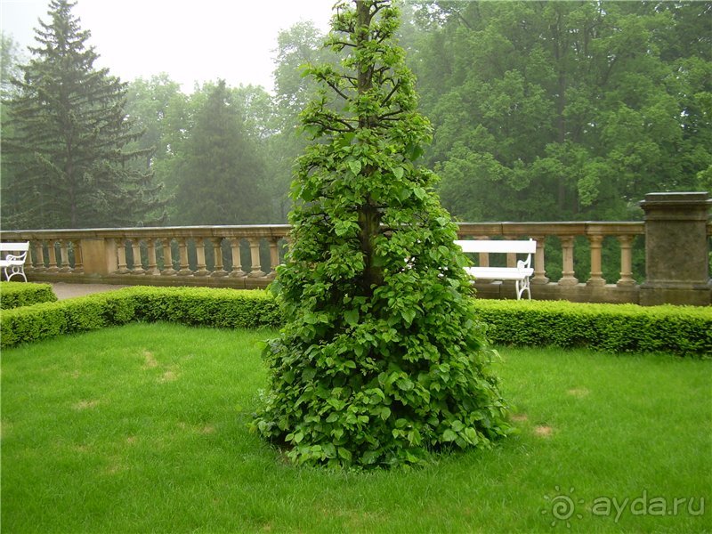 Сказочная страна