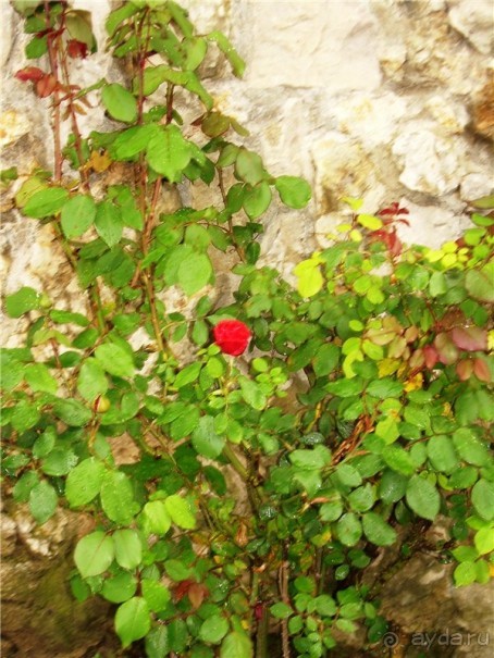 Сказочная страна