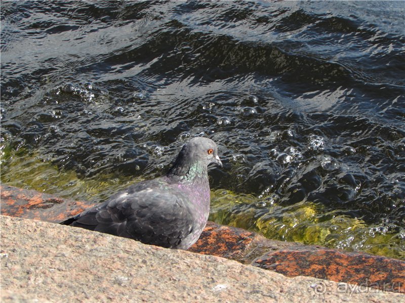 Голубиная столица России