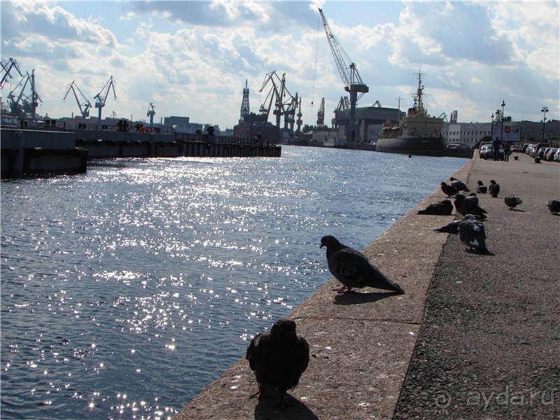 Голубиная столица России