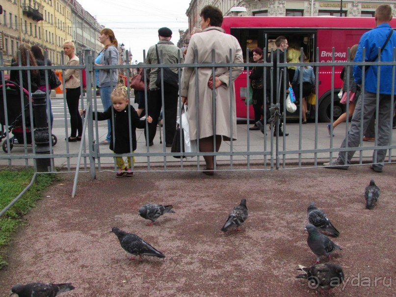 Голубиная столица России