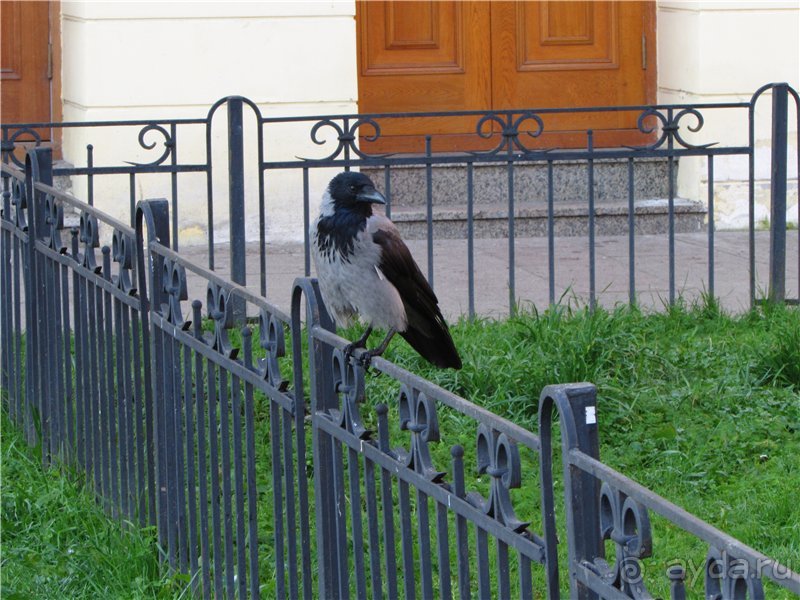 Голубиная столица России