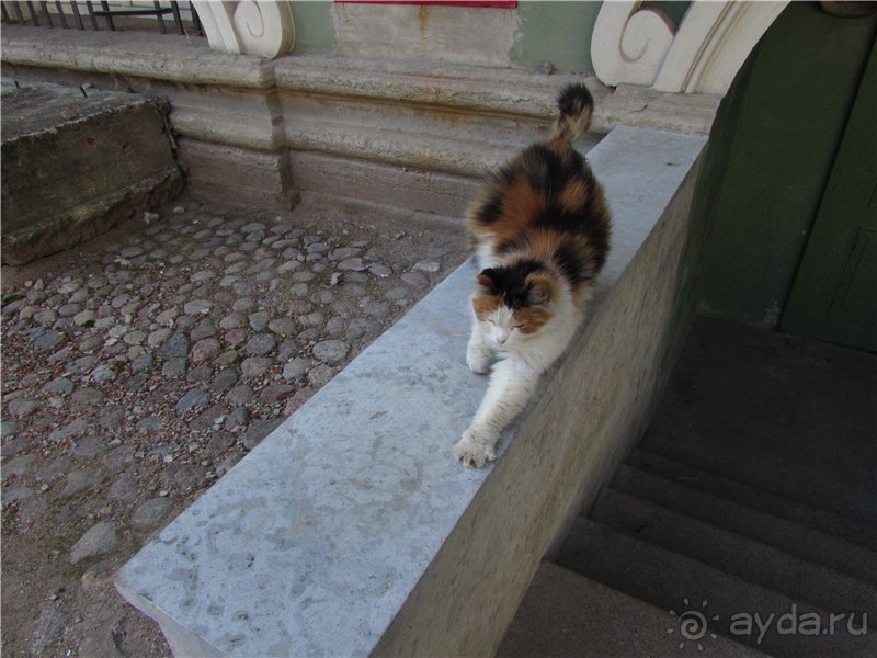 Голубиная столица России