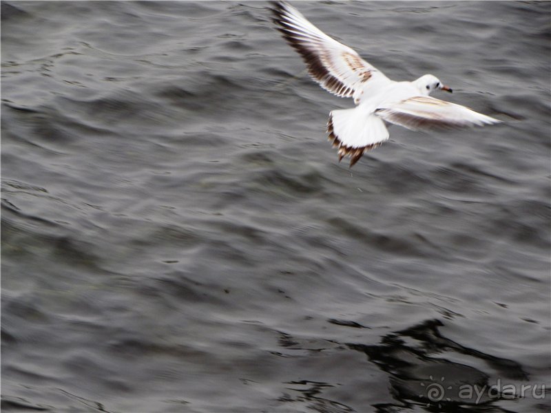 Голубиная столица России