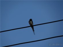 Золотая Бричмулла