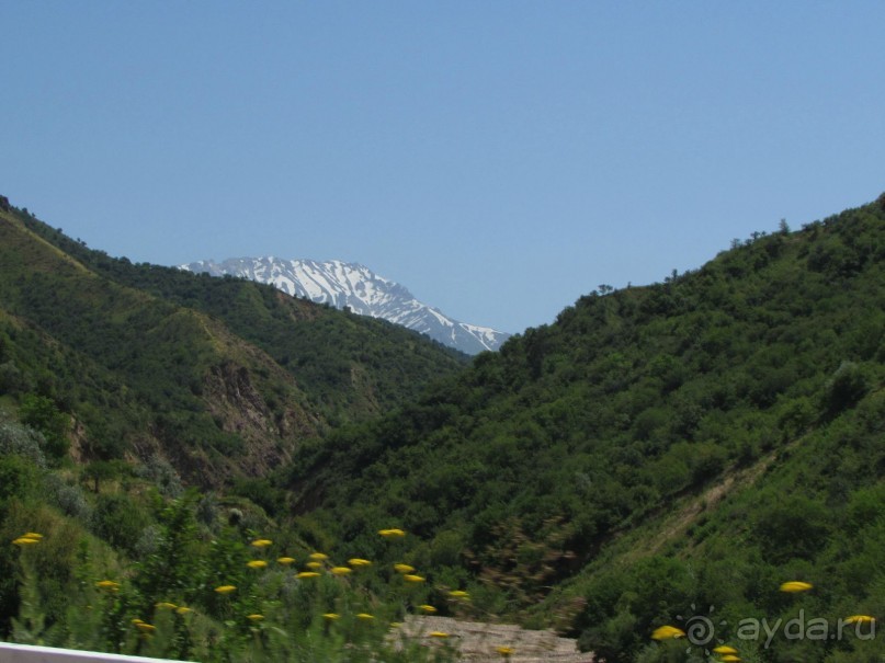 Золотая Бричмулла