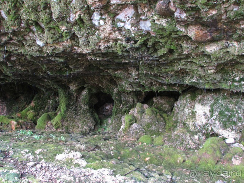 Золотая Бричмулла