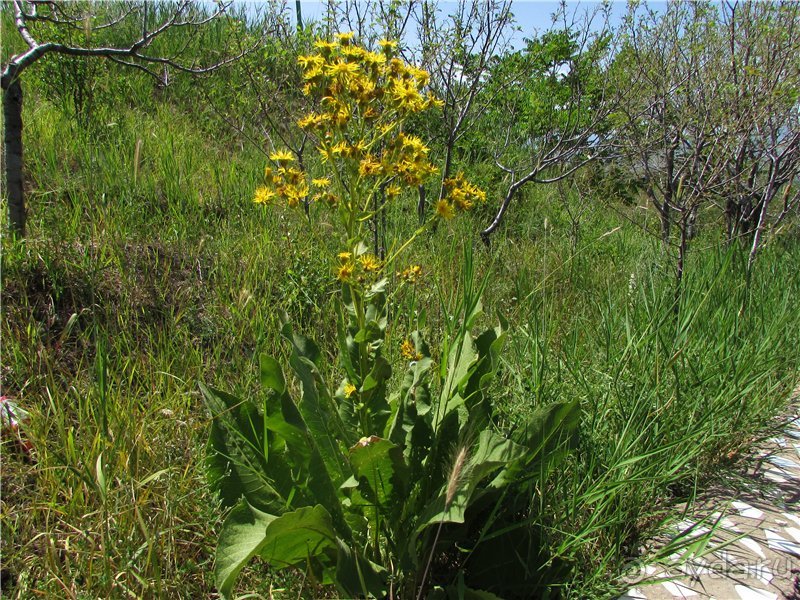 Золотая Бричмулла