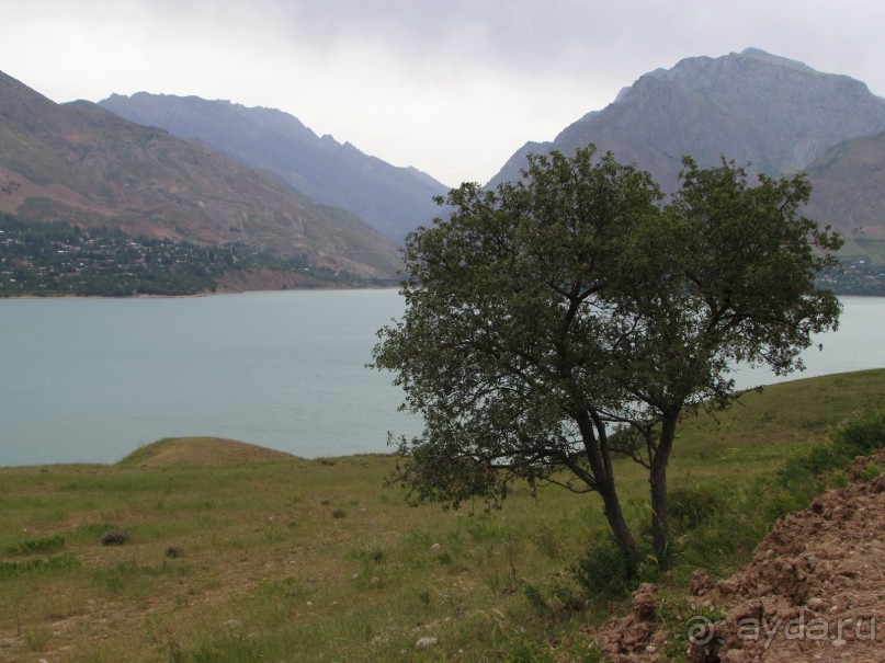 Золотая Бричмулла