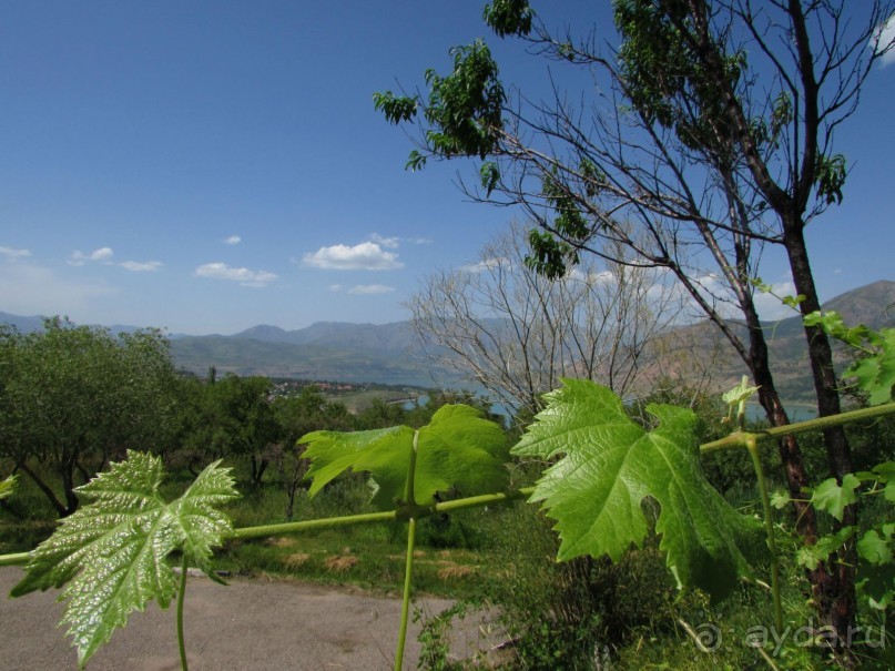 Золотая Бричмулла