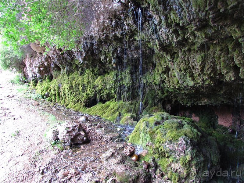 Золотая Бричмулла