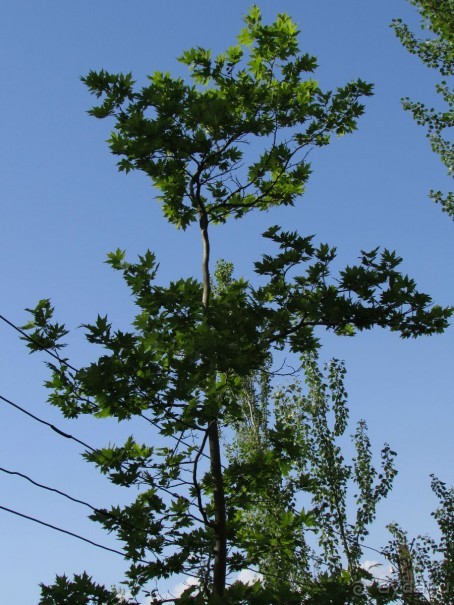 Золотая Бричмулла