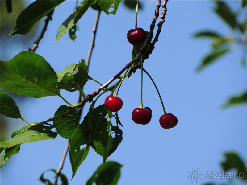 Золотая Бричмулла