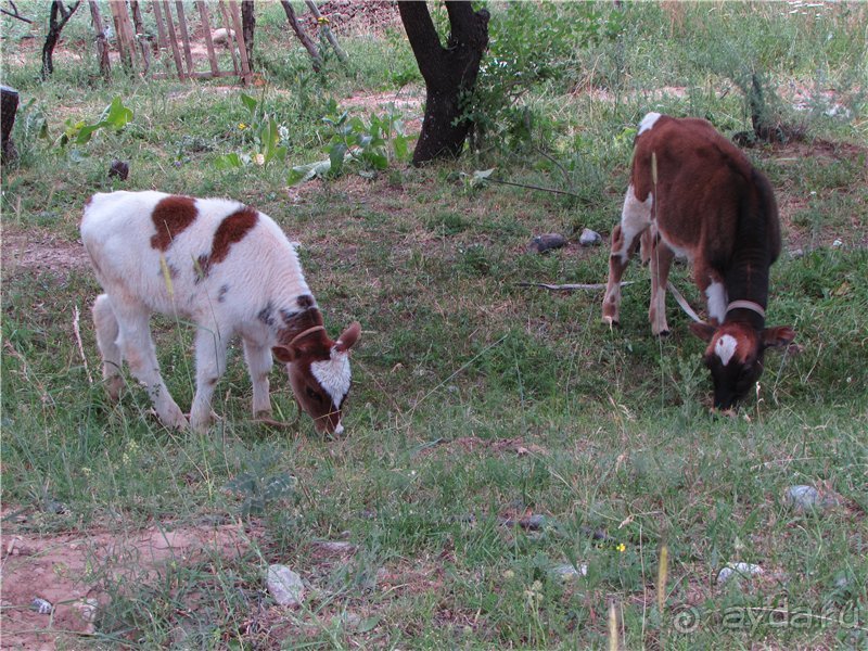 Золотая Бричмулла