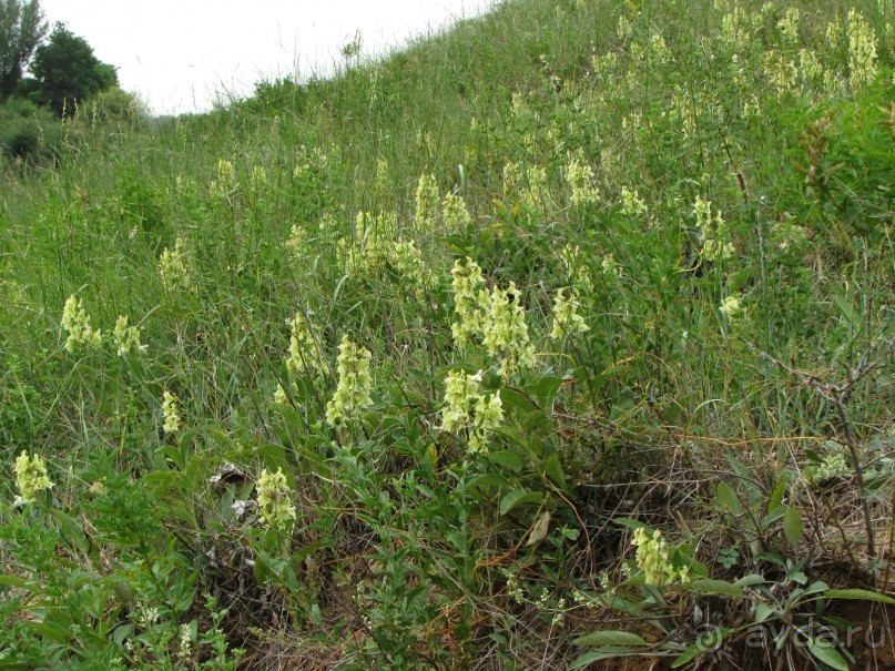 Золотая Бричмулла