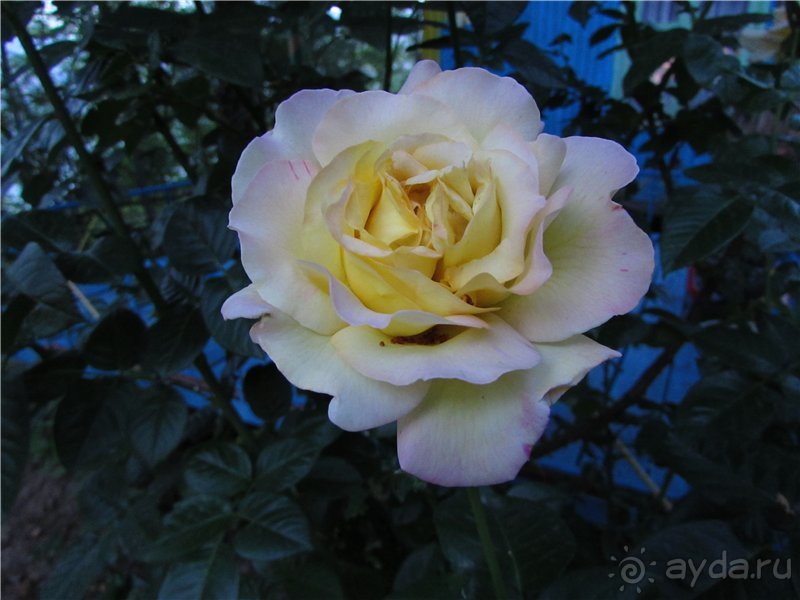 Золотая Бричмулла