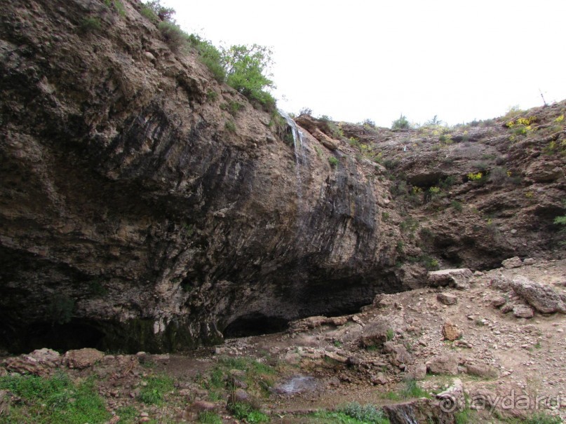 Золотая Бричмулла