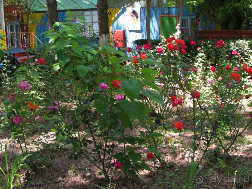 Золотая Бричмулла