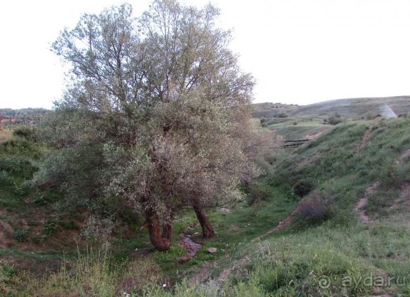 Золотая Бричмулла