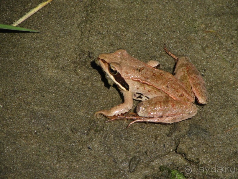 Летняя Медведица