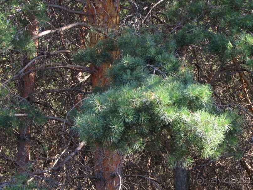 Летняя Медведица