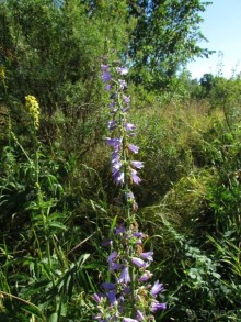 Летняя Медведица