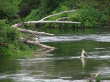 Летняя Медведица