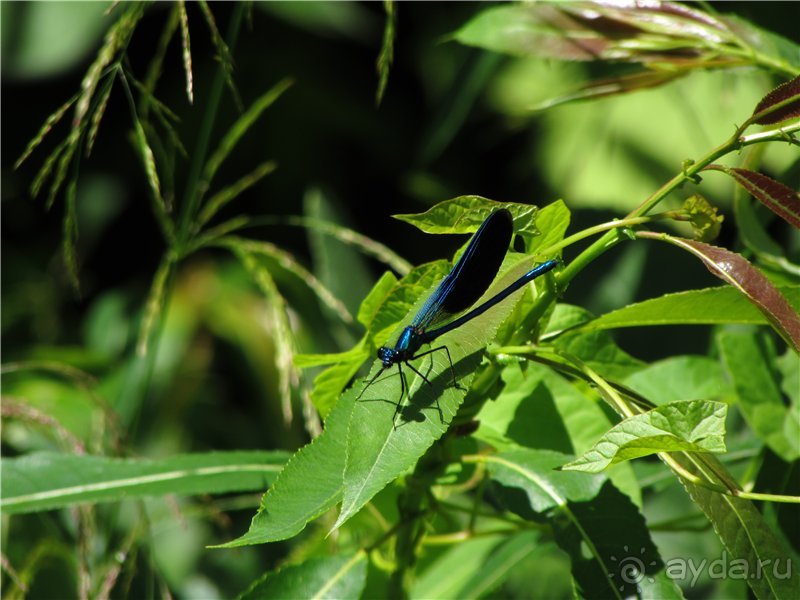 Летняя Медведица