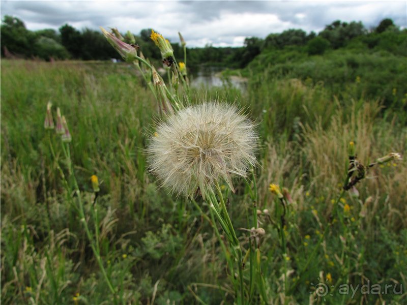 Летняя Медведица