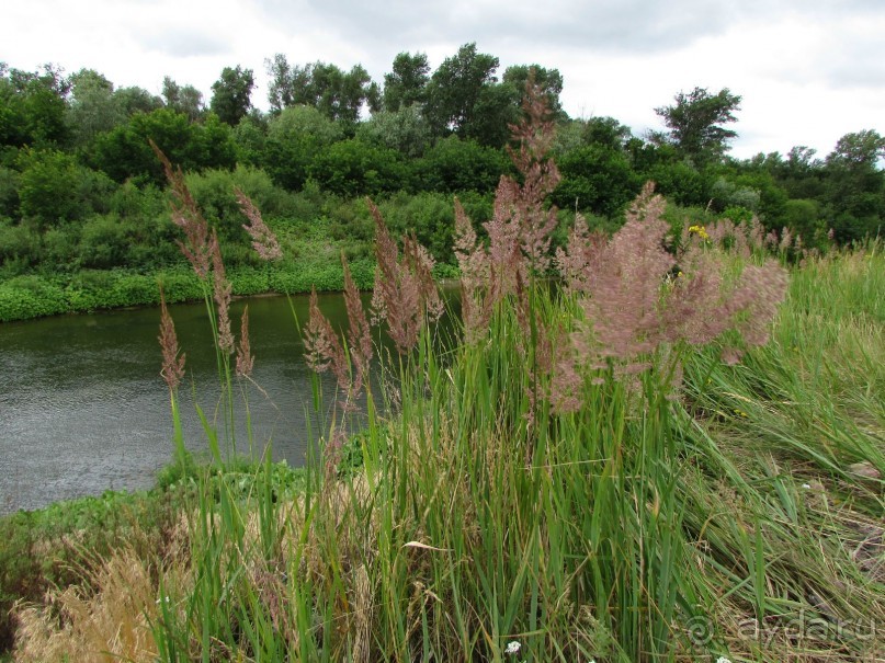 Летняя Медведица