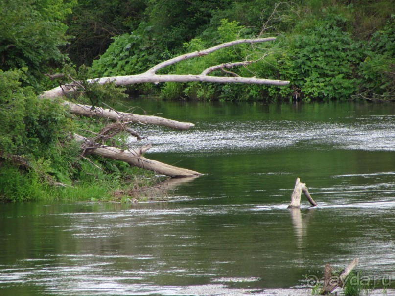 Летняя Медведица