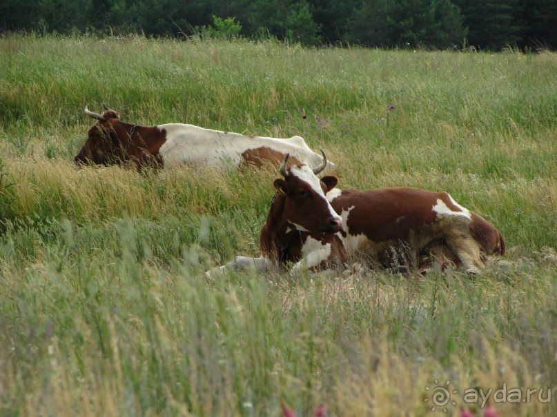 Летняя Медведица
