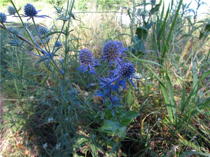 Летняя Медведица