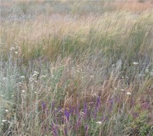 Дважды в одну реку