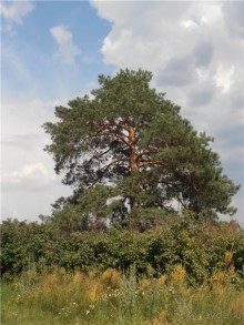 Дважды в одну реку