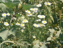 Дважды в одну реку