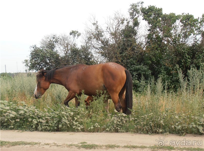 Дважды в одну реку