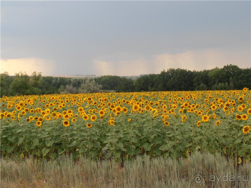 Дважды в одну реку