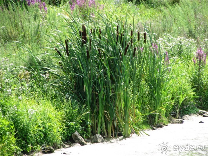 Сквозь волшебное кольцо