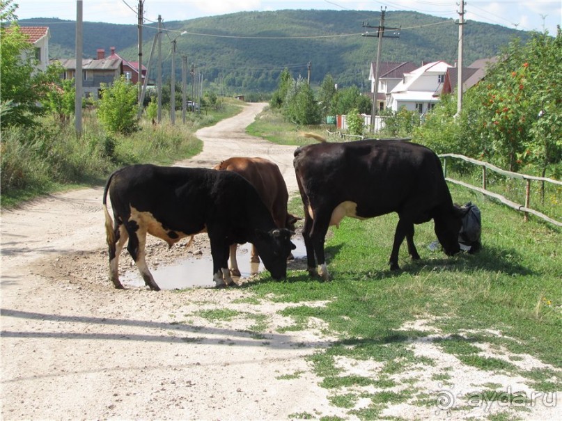 Альбом отзыва "Сквозь волшебное кольцо"